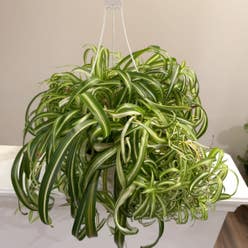 Curly Spider Plant plant