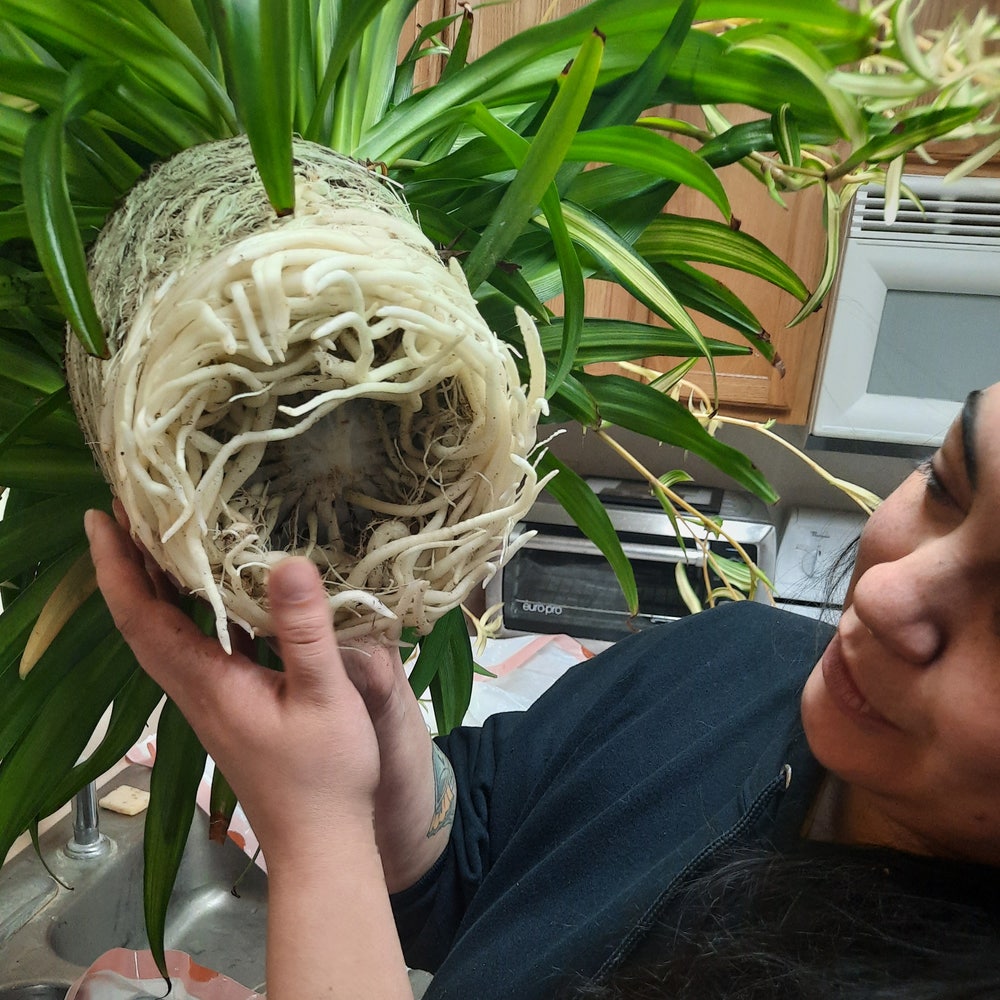 Spider Plant 'Hawaiian' - Evergreen Nursery