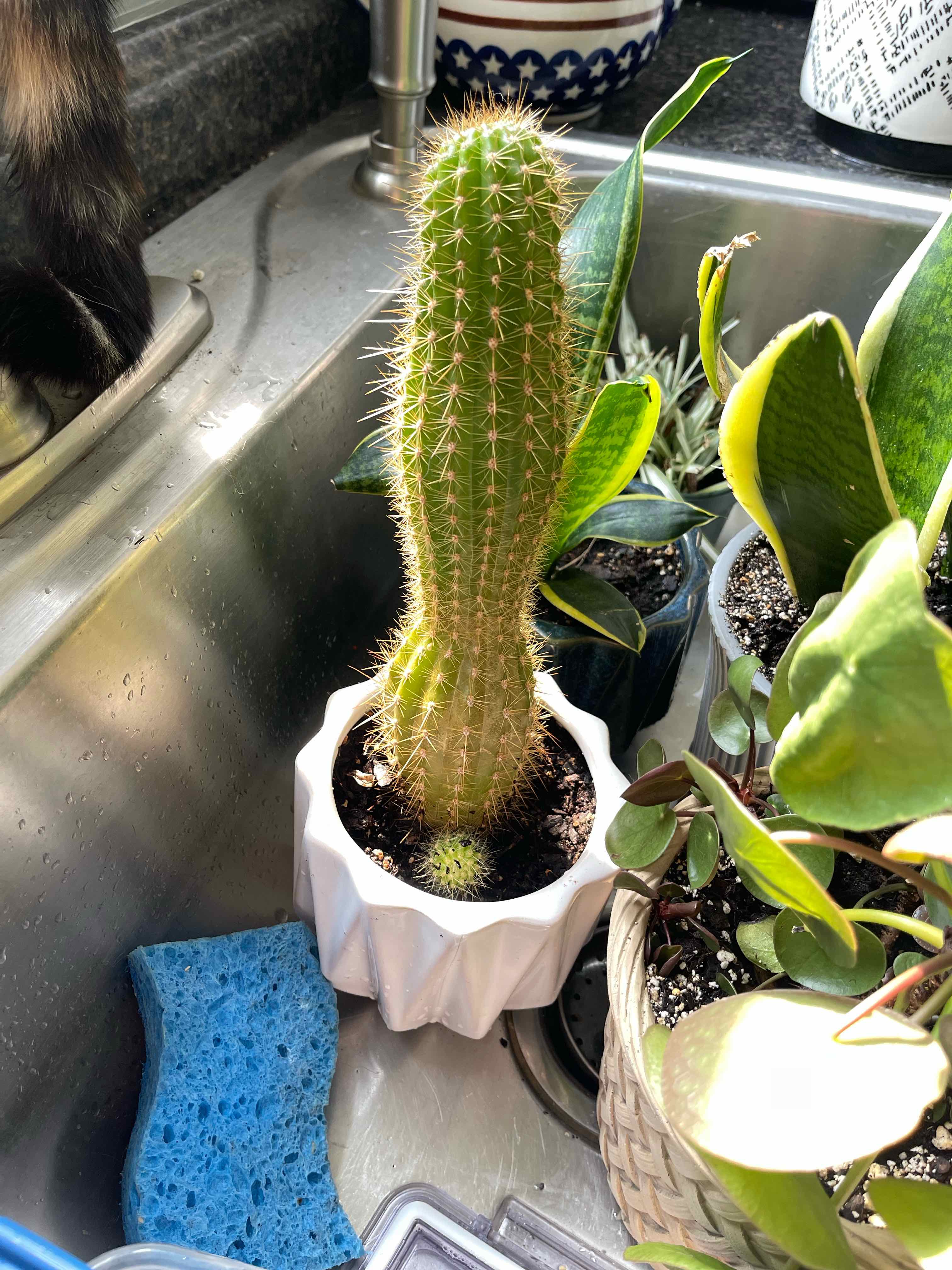 Photo of the plant species Armatocereus godingianus by @HipTamarind named Ronaldo on Greg, the plant care app