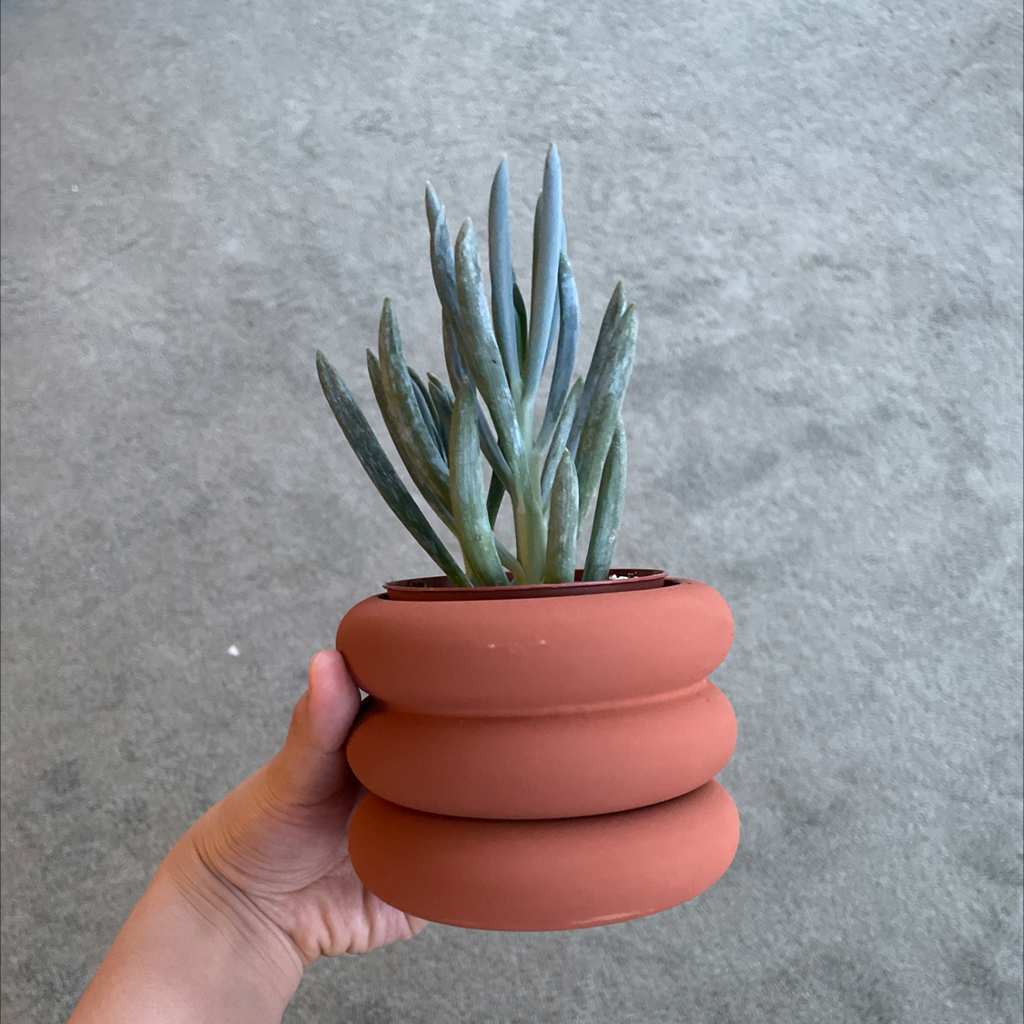 Photo of the plant species Big Blue Chalksticks by @BloomingKanna named Your plant on Greg, the plant care app
