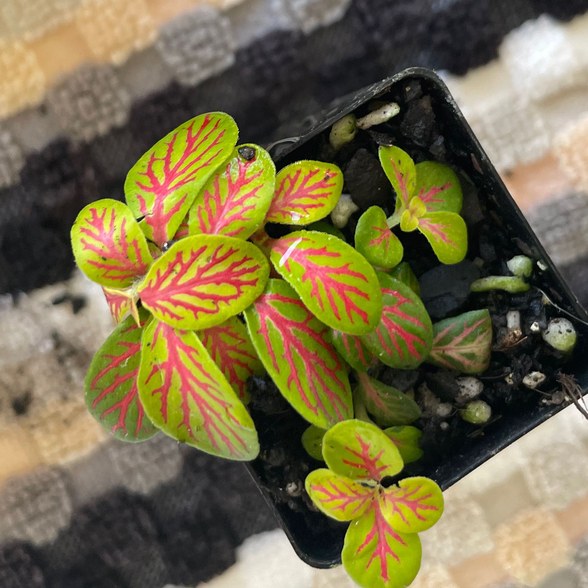 Photo of the plant species snakeskin plant by @GrandMandrake named Skelle on Greg, the plant care app