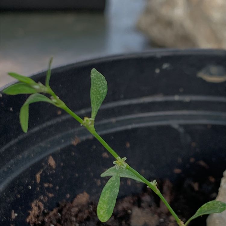 Plant care for Flatleaf Wild Buckwheat on Greg, the plant care app
