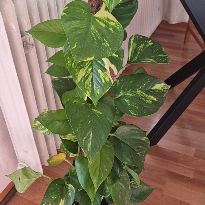 Photo of the plant species Epipremium Albo by @EnliveningMira named Sigmund on Greg, the plant care app