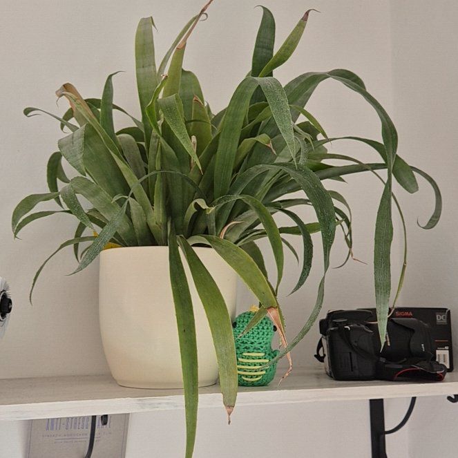 Photo of the plant species Queens Tears Bromeliad by @EnliveningMira named Aristotle on Greg, the plant care app