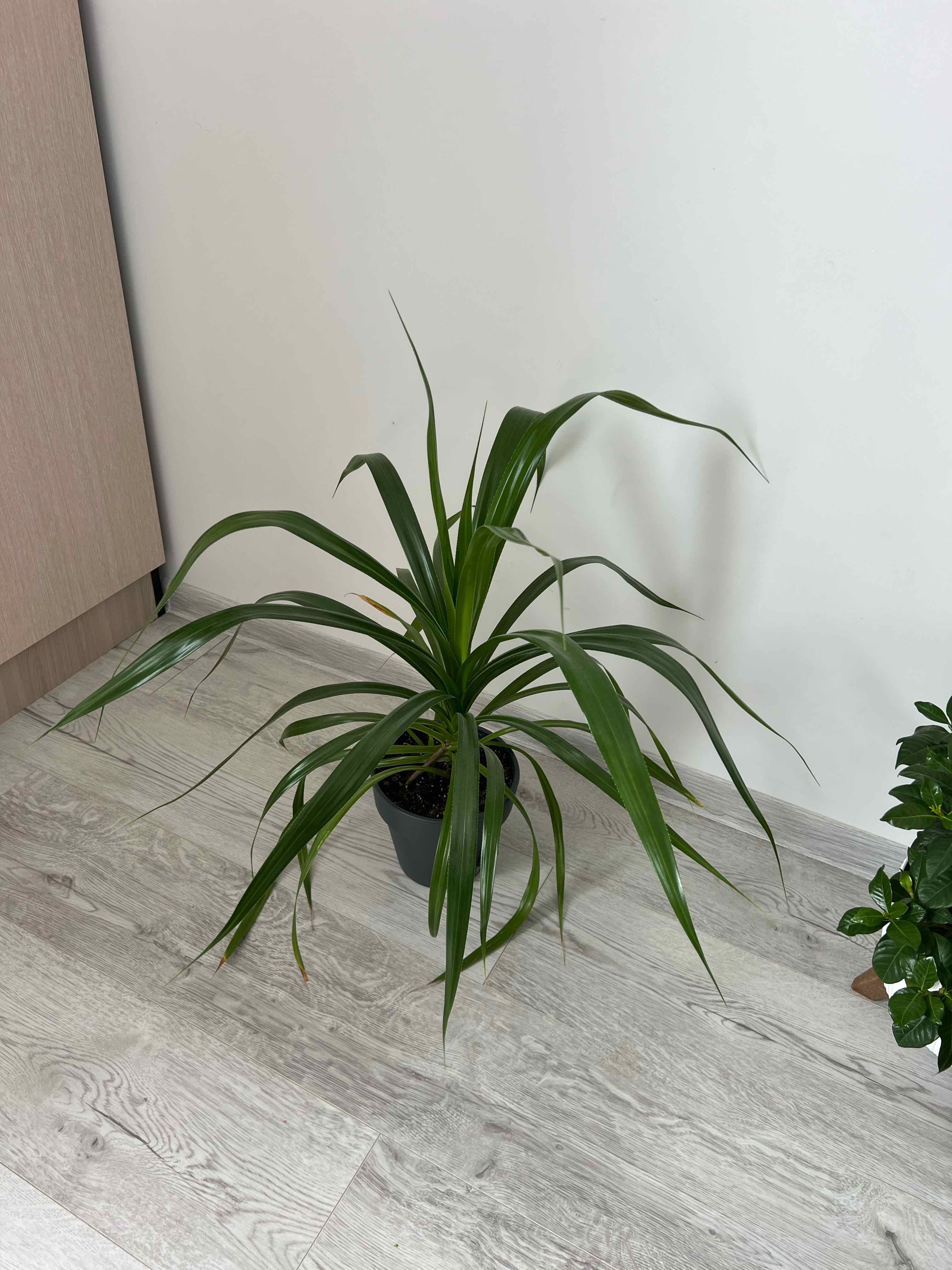 Potted Beach Spiderlily plant with long green leaves indoors on a wooden floor.