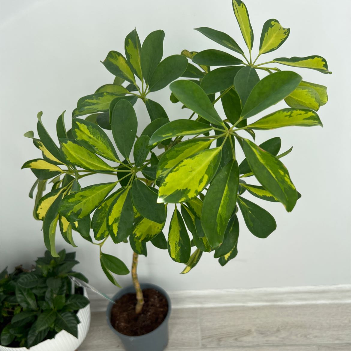 Photo of the plant species Dwarf Umbrella Tree by 👻 named Your plant on Greg, the plant care app