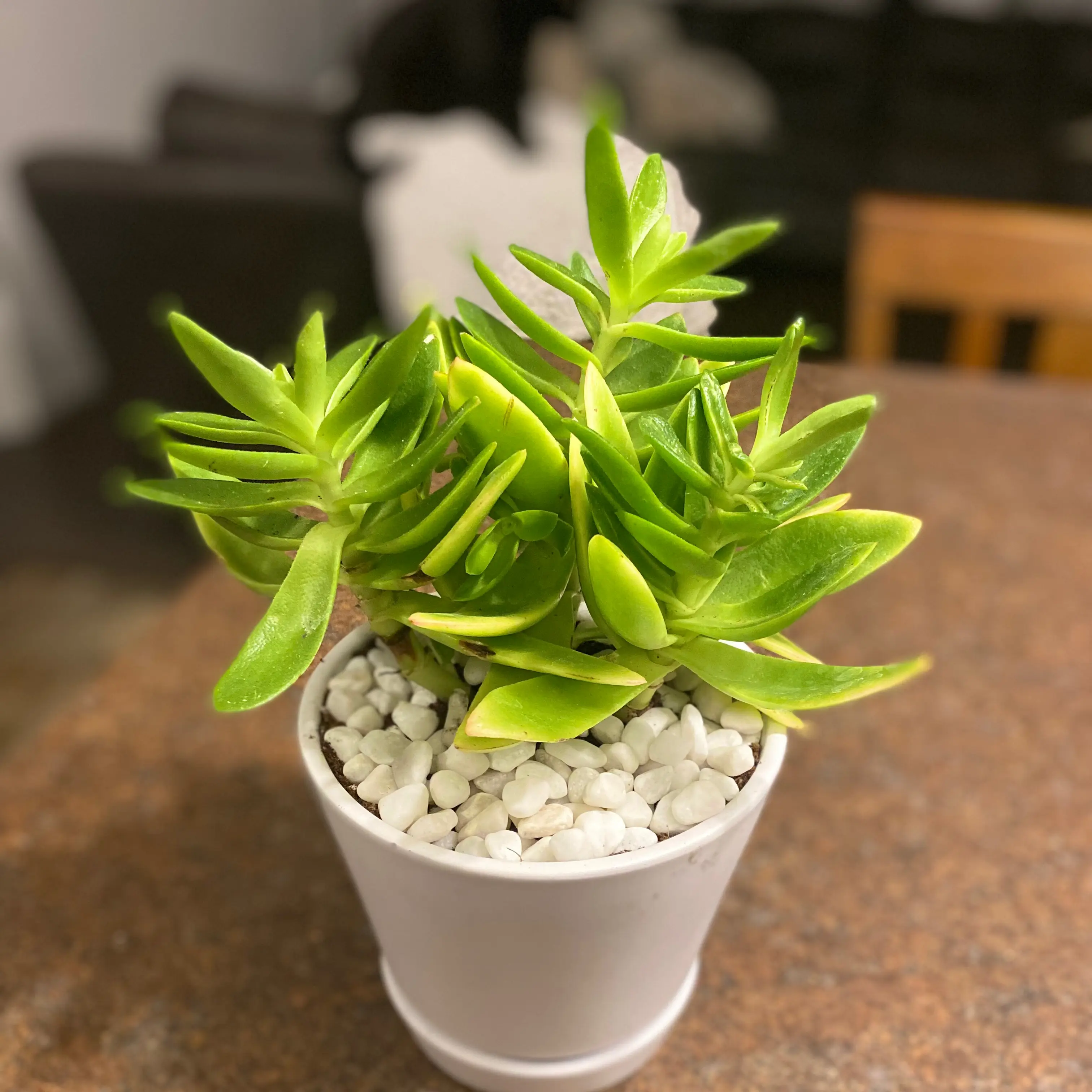 Crassula capitella 'Campfire' plant in a white pot with white pebbles.