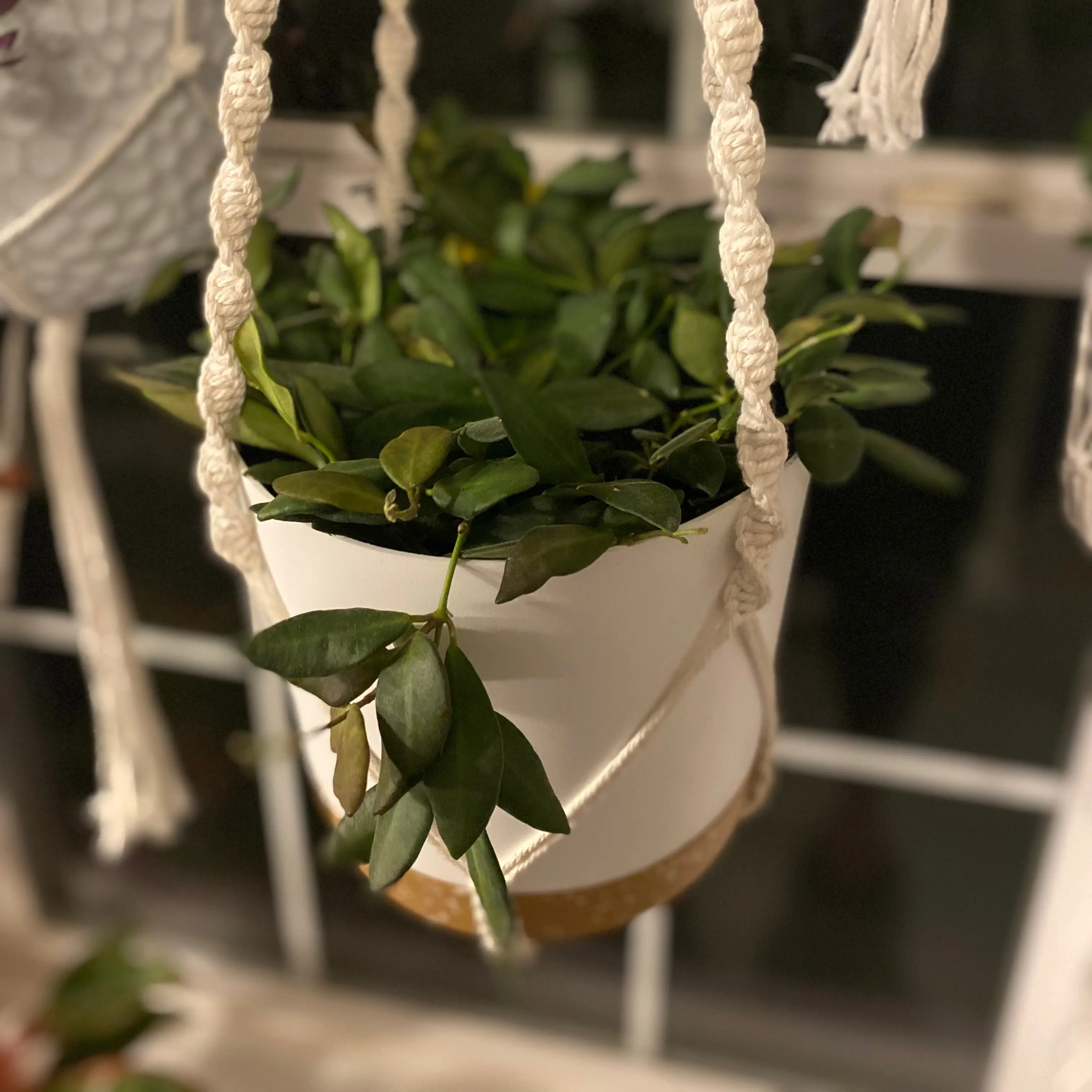 Hoya bilobata plant in a white hanging pot with green leaves.