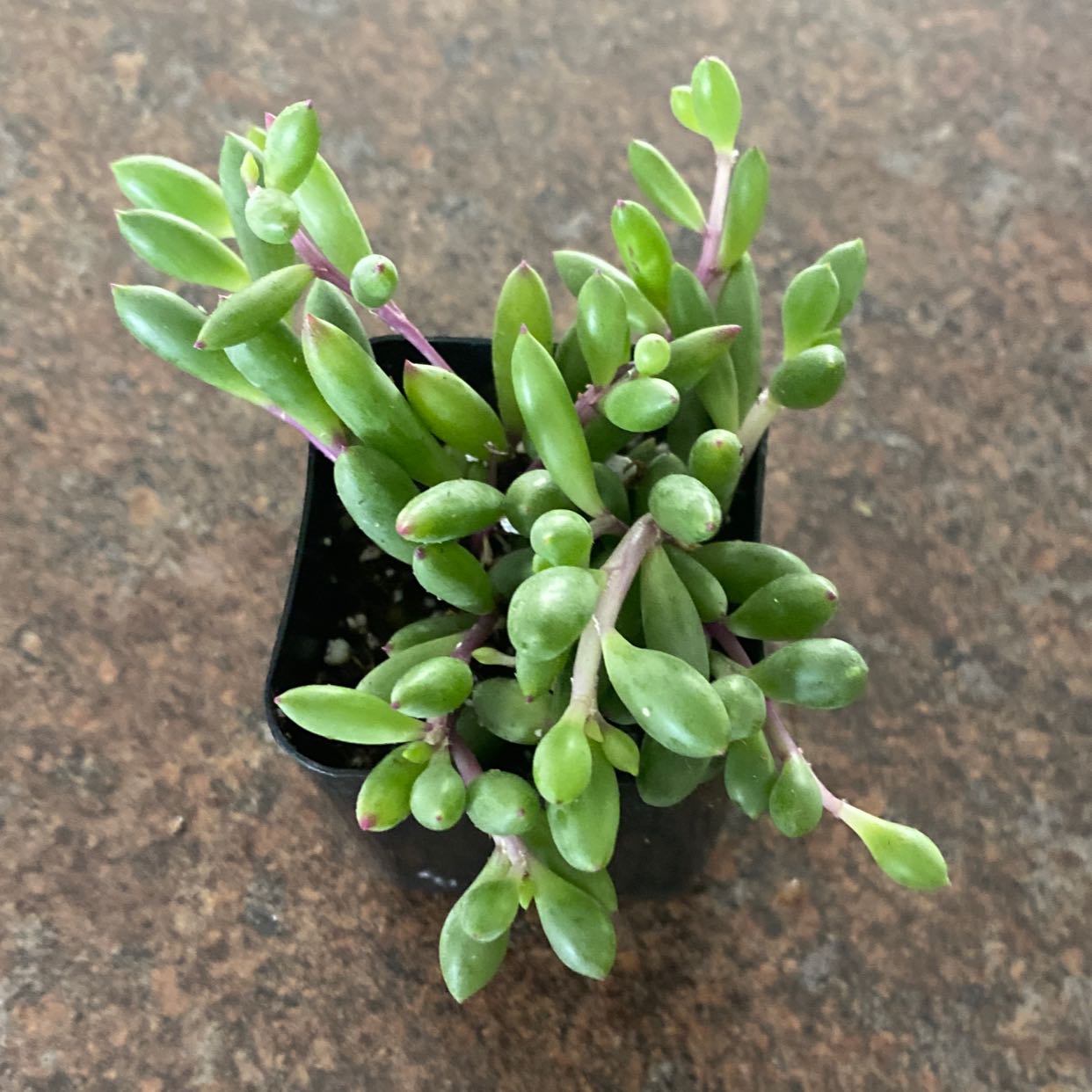 Healthy String of Rubies plant with vibrant green leaves in a small pot.
