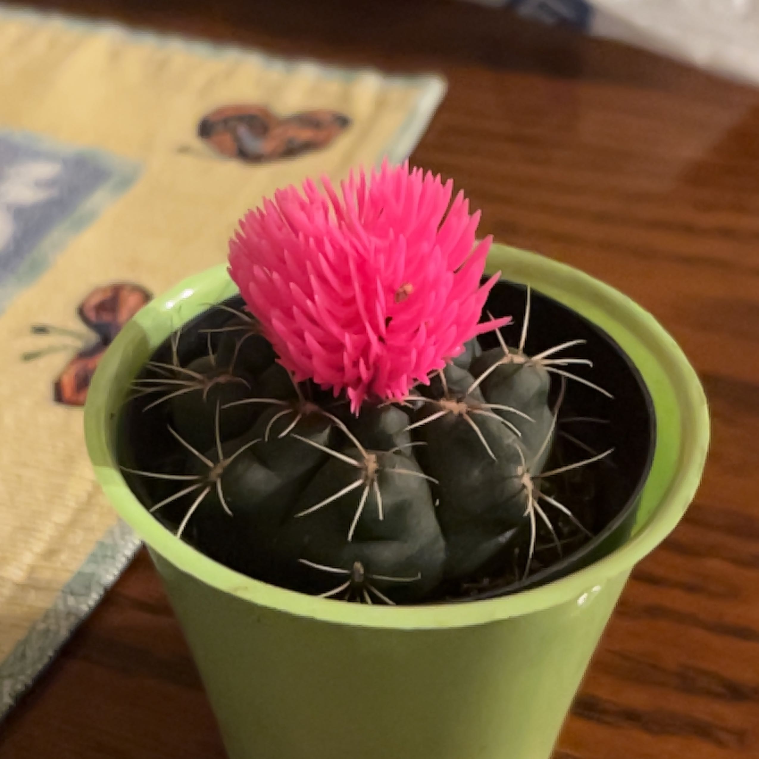 The Glory of Texas cactus with a bright pink flower in a green pot.