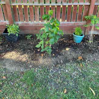European Red Raspberry plant in Somewhere on Earth