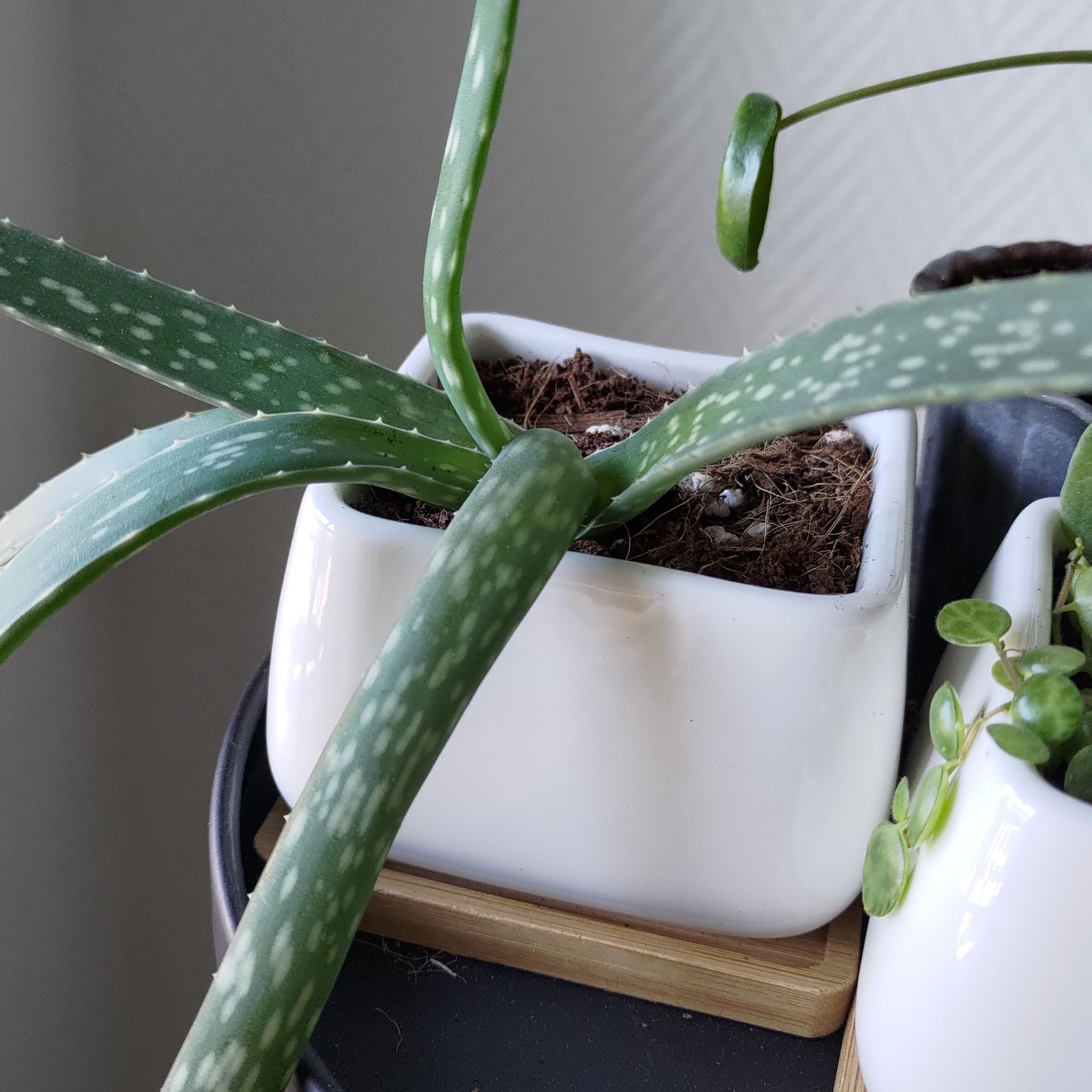 Potted Fynbos aloe plant in a white container, healthy with visible soil.