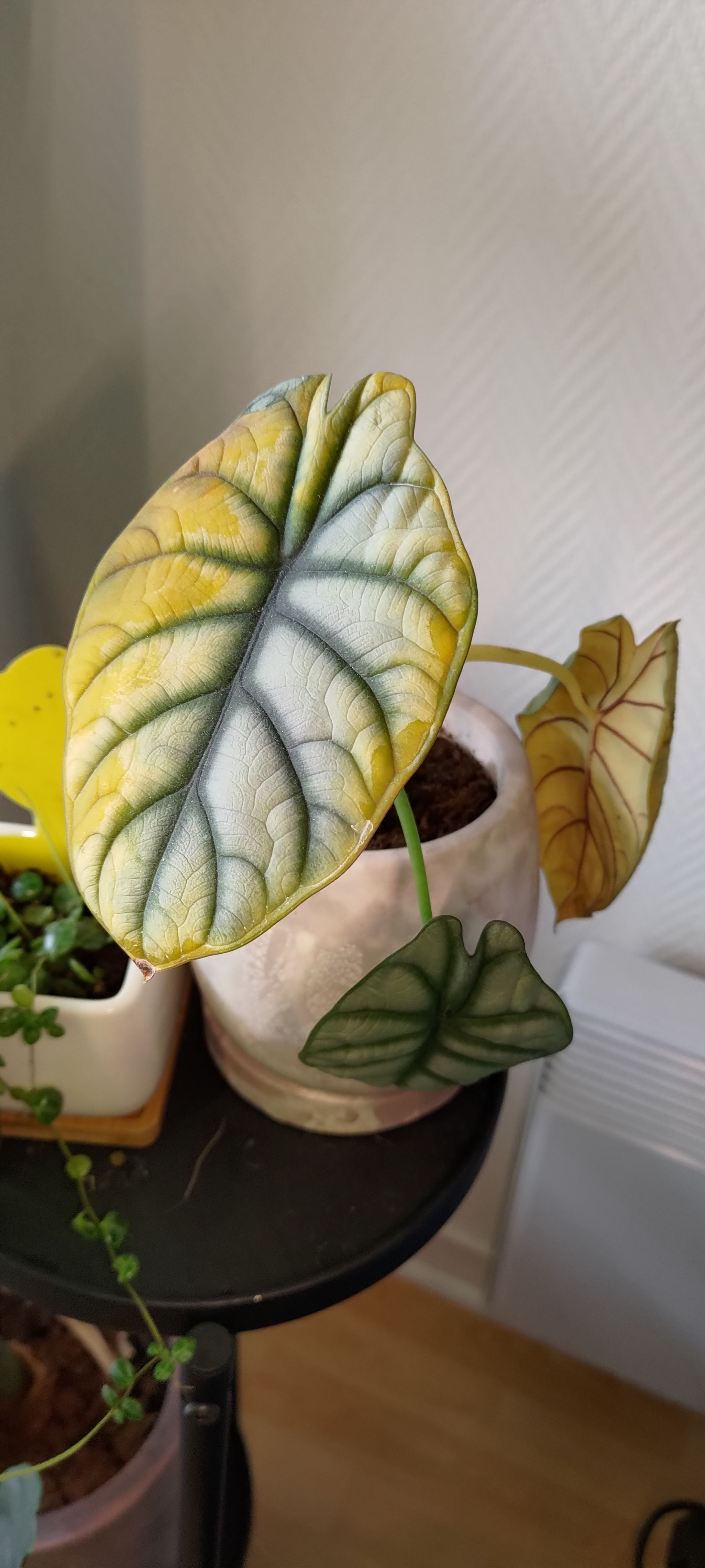 Alocasia Silver Dragon Yellow Variegated Alocasia Silver Dragon