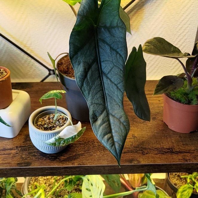 Photo of the plant species Alocasia Corazon by @impeplants named Metallic Blue on Greg, the plant care app