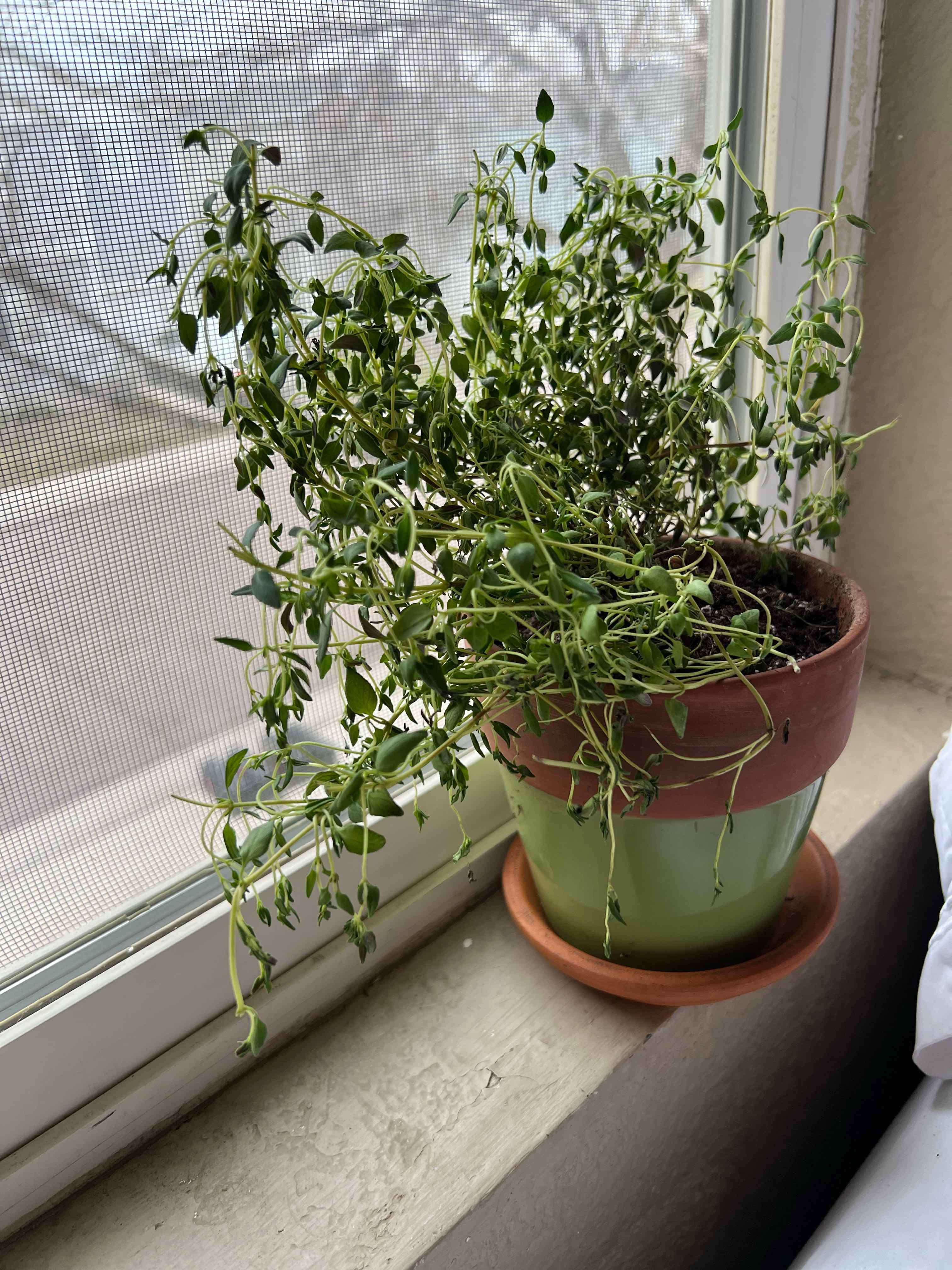 Potted Common Chickweed plant on a windowsill, appearing wilted with drooping leaves.