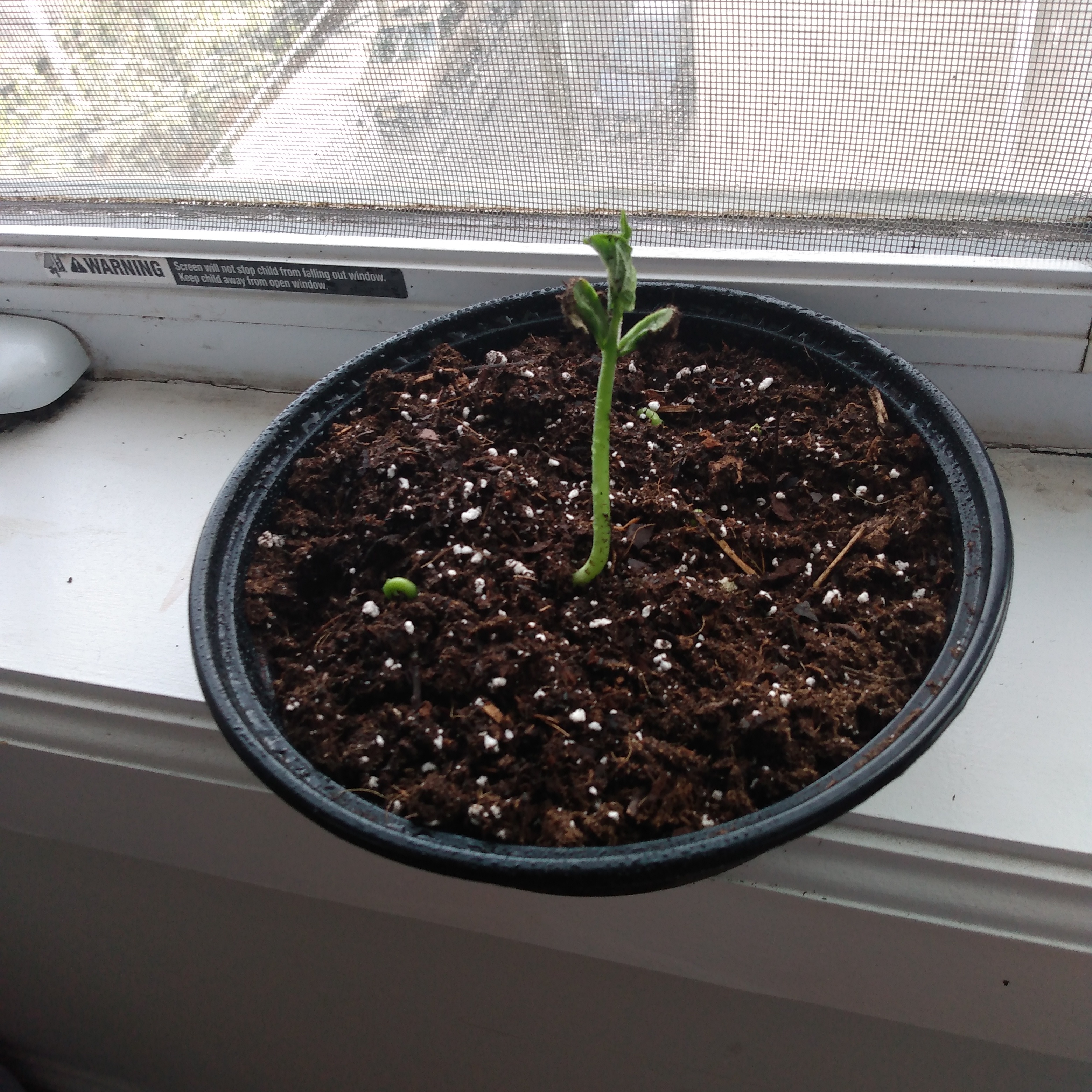 Young green bean plant in a pot on a windowsill, early growth stage.