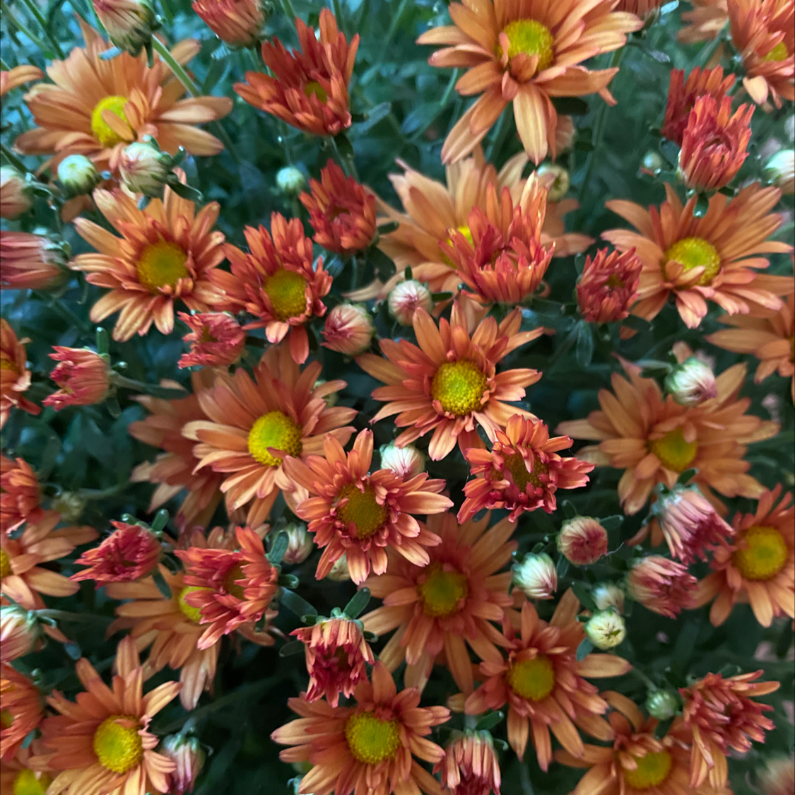 Chrysanthemum plant with numerous orange flowers, appearing healthy and vibrant.