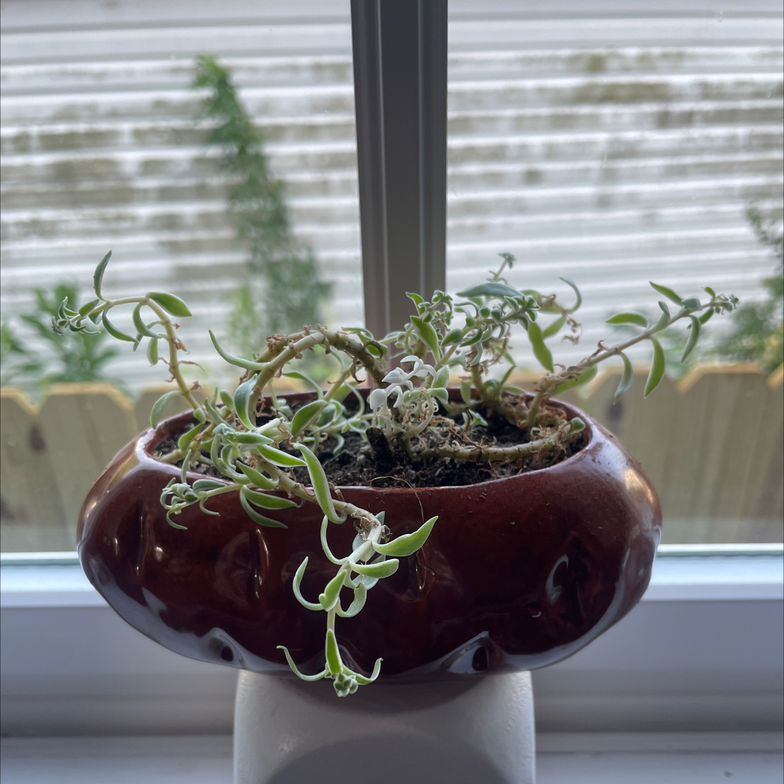 Photo of the plant species Variegated Stone Crop by @LikelyCorrea named Timmy on Greg, the plant care app