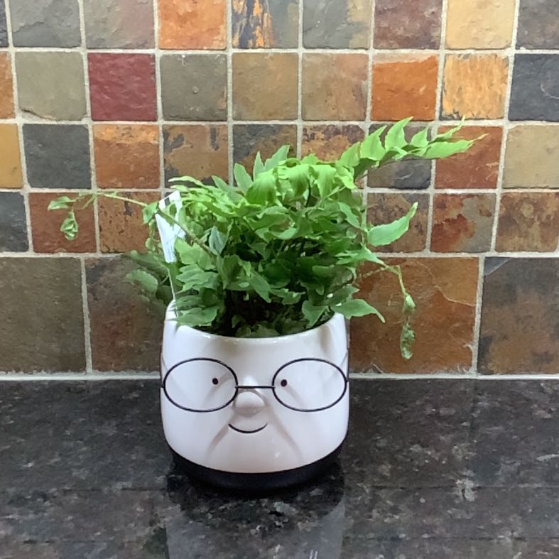 House Holly-Fern in a decorative pot on a dark countertop with a tiled background.