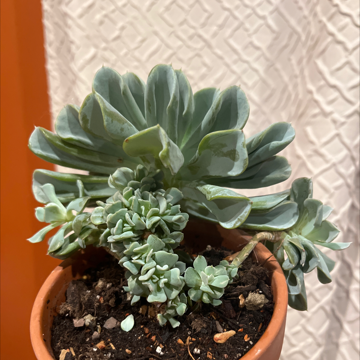Potted Echeveria 'Topsy Turvy' plant with visible soil, well-framed and in focus.