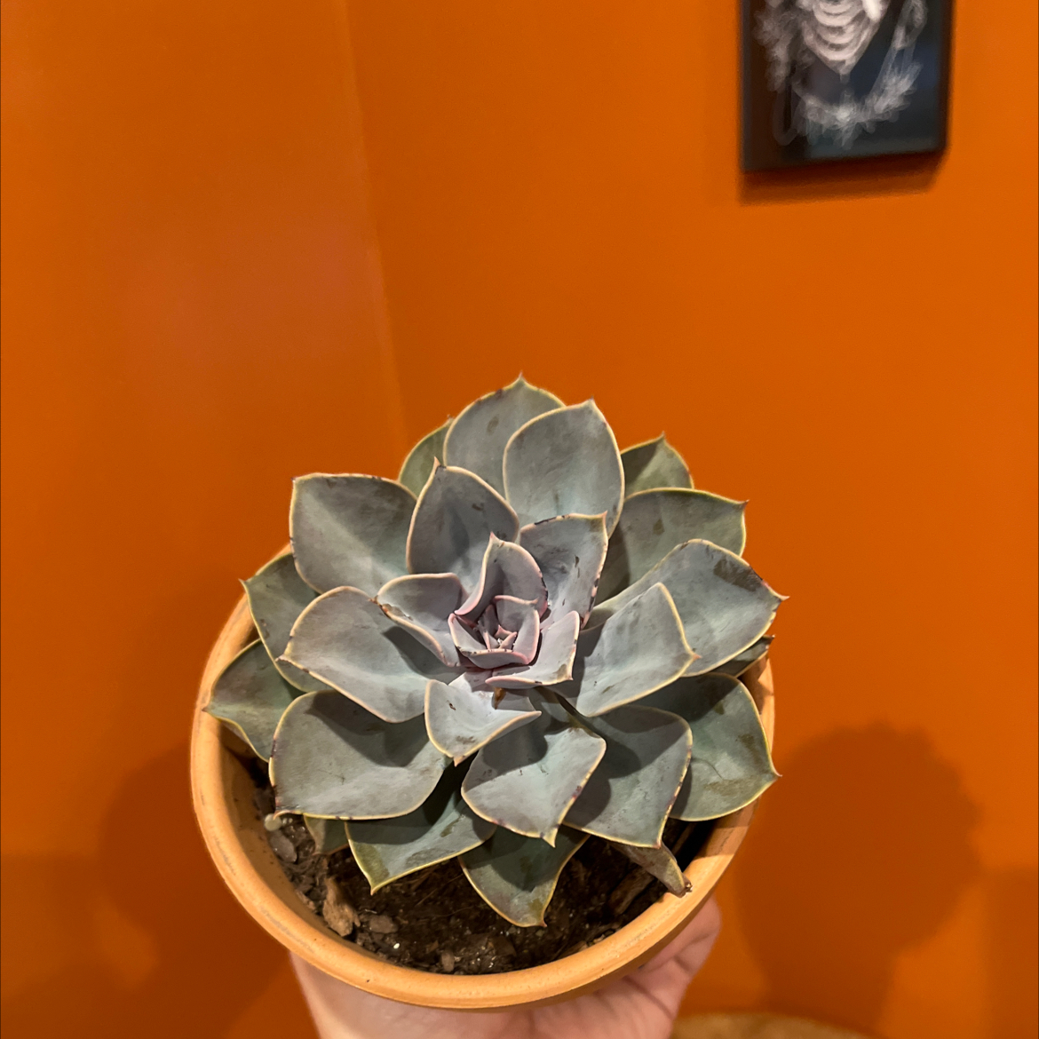 Potted Echeveria 'Purple Pearl' succulent held by a hand against an orange background.