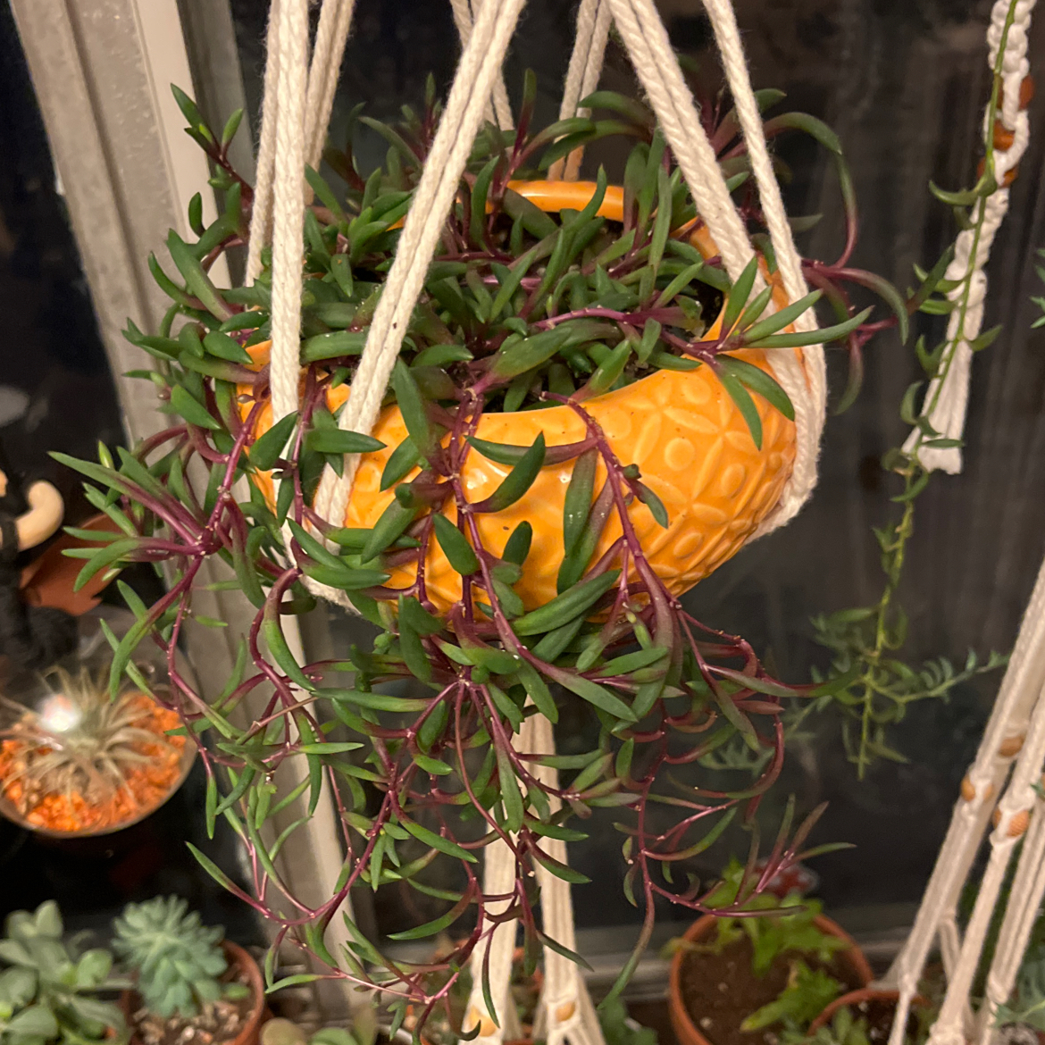 Hanging pot with a healthy ruby necklace plant, featuring green leaves and purple stems.