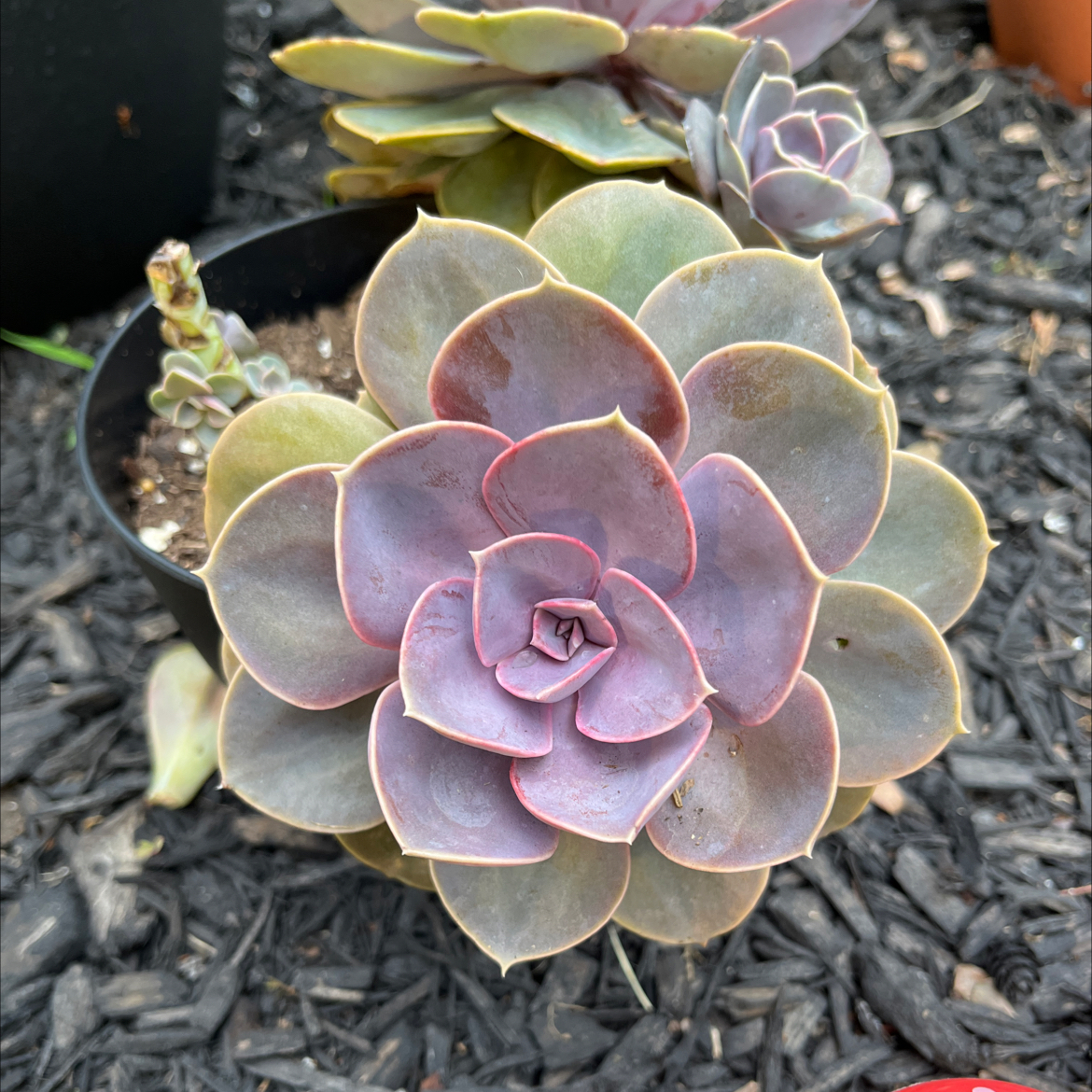 Echeveria 'Purple Pearl' succulent, healthy and well-centered, with visible soil.