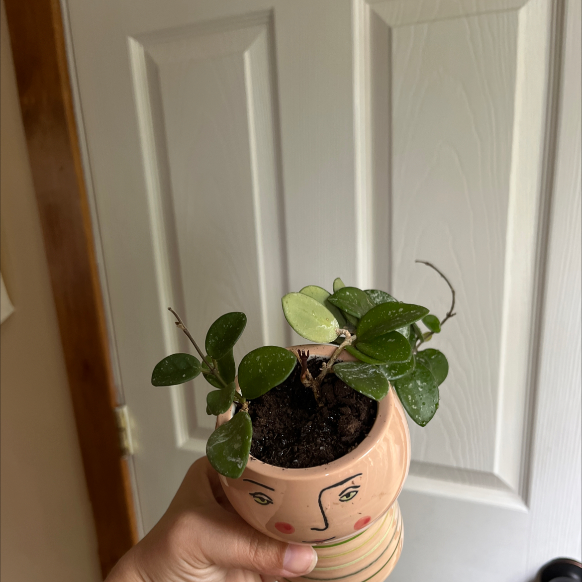 Hoya 'Mathilde' plant in a decorative pot held by a hand, with visible soil and green leaves.