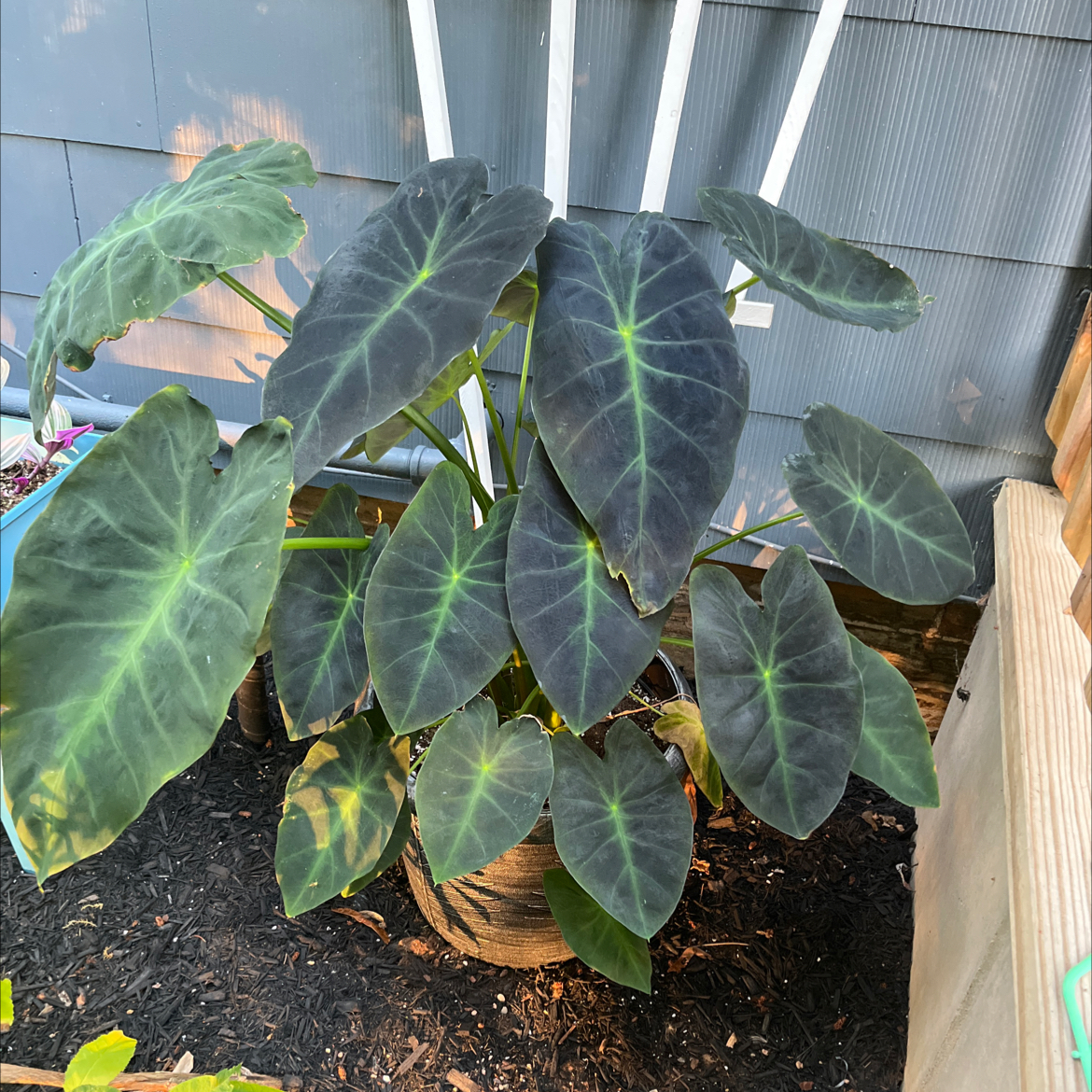 Colocasia 'Black Beauty' plant with large, dark leaves and prominent green veins.