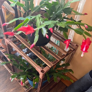 False Christmas Cactus plant in Medina, New York
