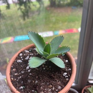 Mother of Thousands plant in Medina, New York
