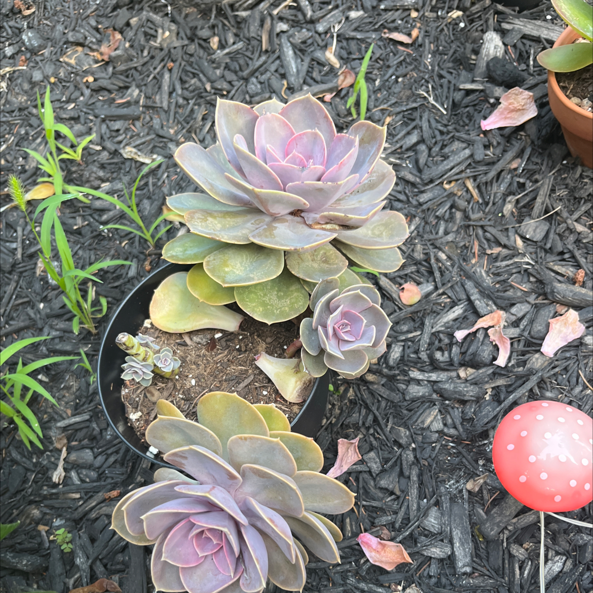 Echeveria 'Purple Pearl' plant in a pot on mulch-covered ground, healthy with vibrant leaves.