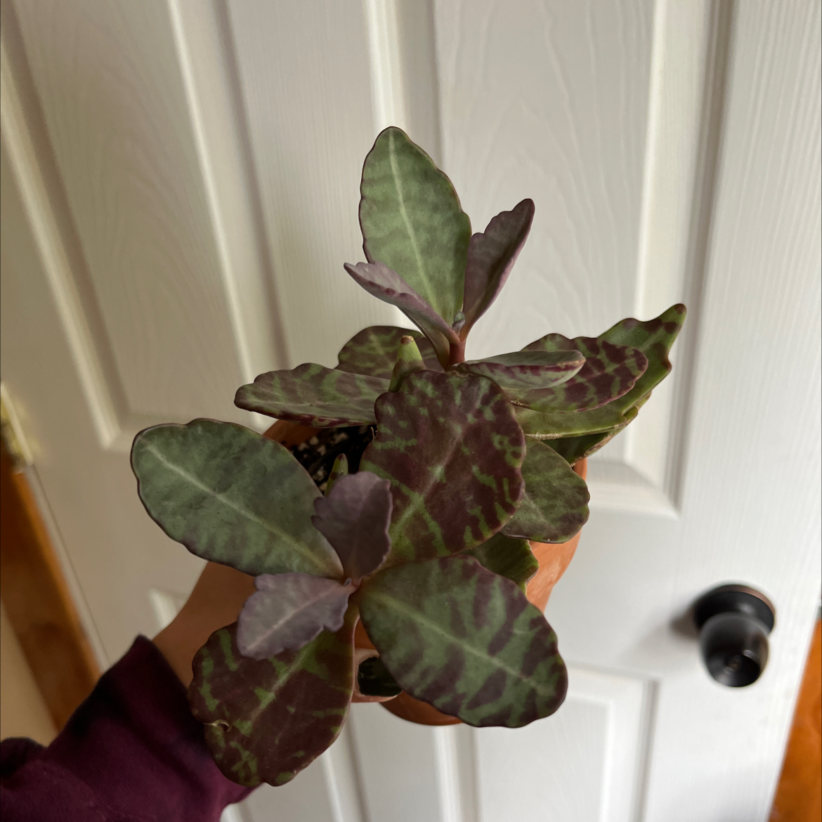 Kalanchoe humilis plant with patterned leaves held by a hand in front of a door.