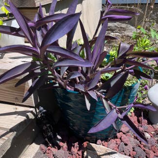 Purple Heart plant in Medina, New York