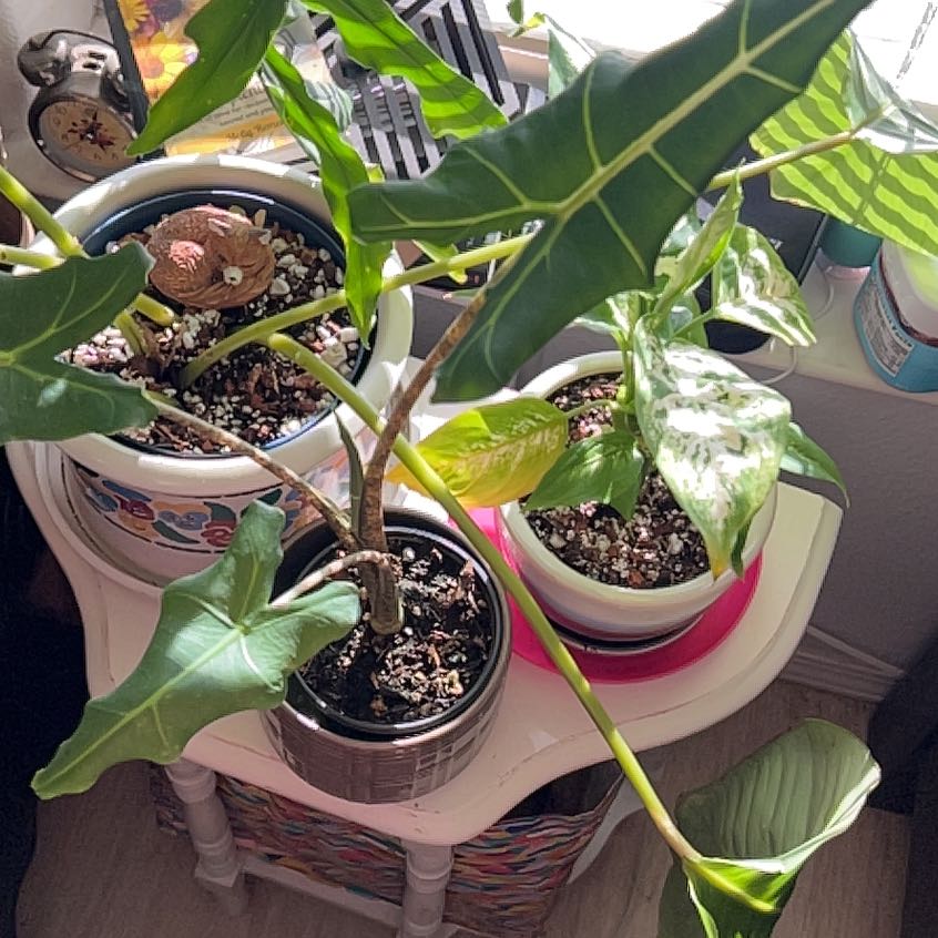 Plant care for Rhino Skin on Greg, the plant care app
