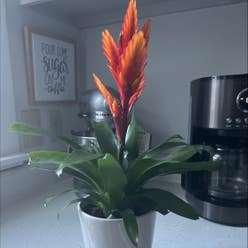 Flaming Sword plant