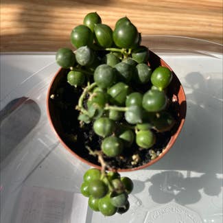 String of Pearls plant in Palatine, Illinois