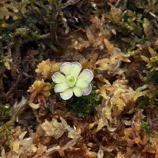 Mexican Butterwort plant in Palatine, Illinois