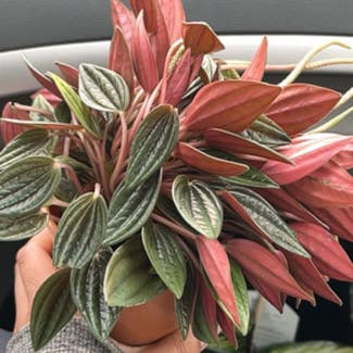Peperomia 'Rosso' plant in Palatine, Illinois