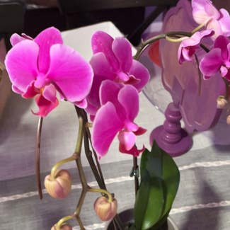 Phalaenopsis Orchid plant in Palatine, Illinois