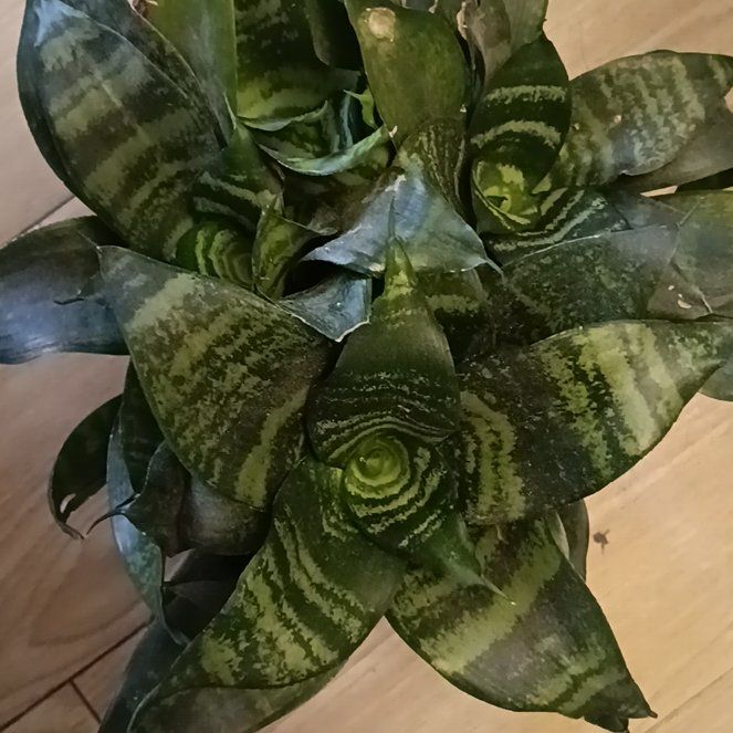 Photo of the plant species Forest Star by @IntjNrs named Achilles on Greg, the plant care app