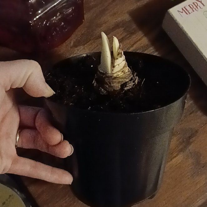 Photo of the plant species Striped Amaryllis by @IntjNrs named Amarillo by Morning on Greg, the plant care app