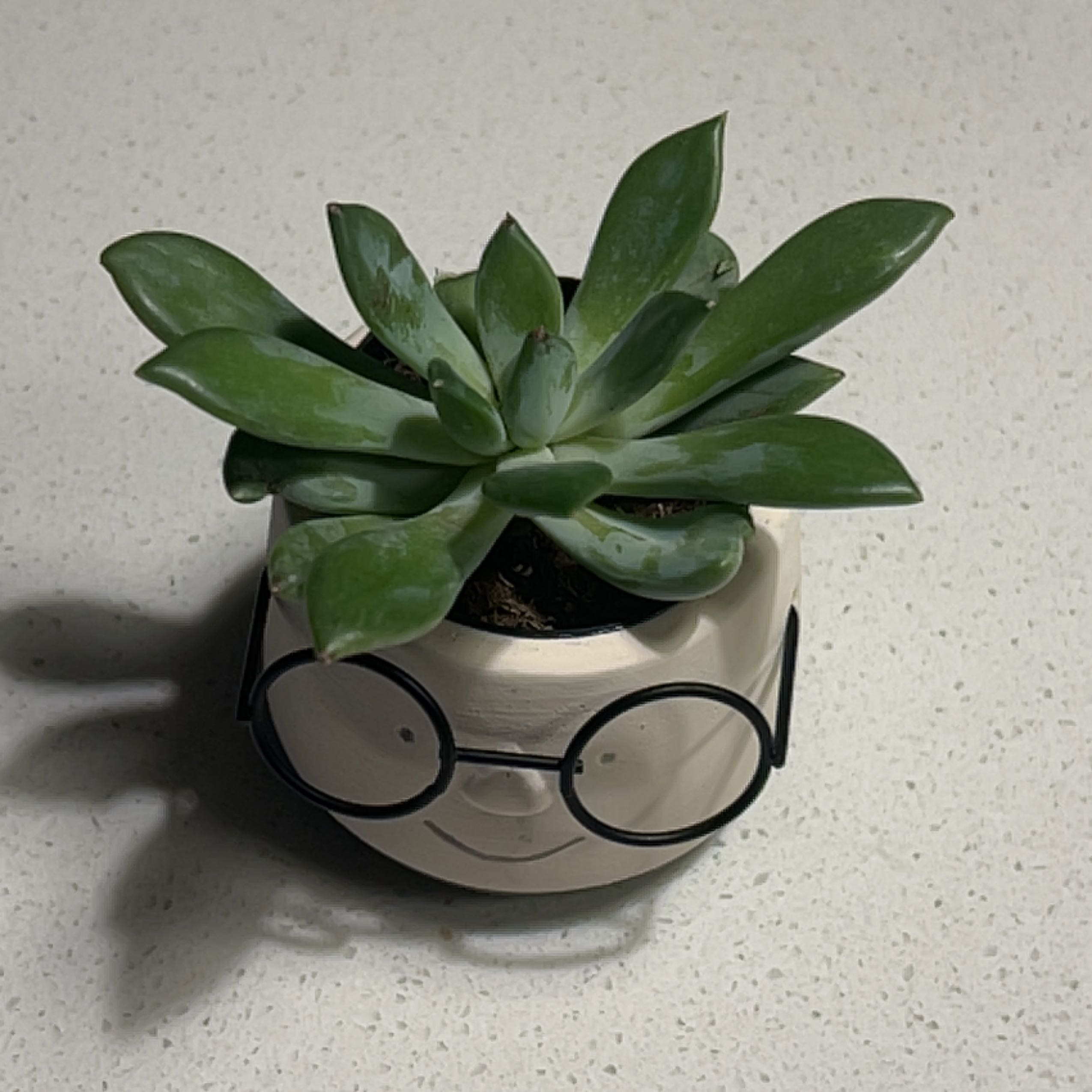 Pachyphytum 'Aquamarine' succulent in a decorative pot on a light surface.