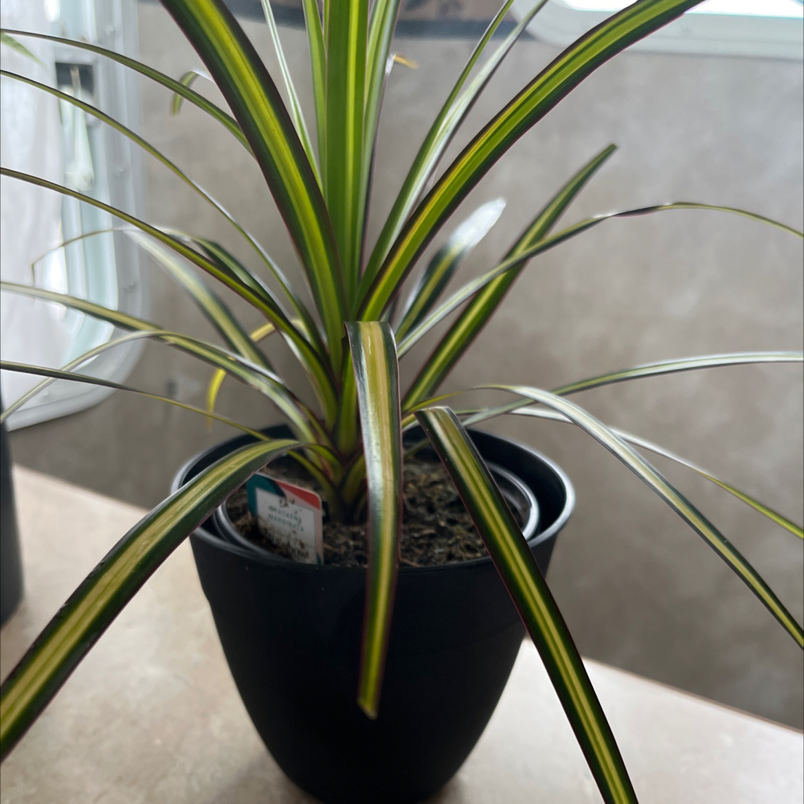 Photo of the plant species Rainbow Dragon Tree by @PatientChayote named Hemingway on Greg, the plant care app