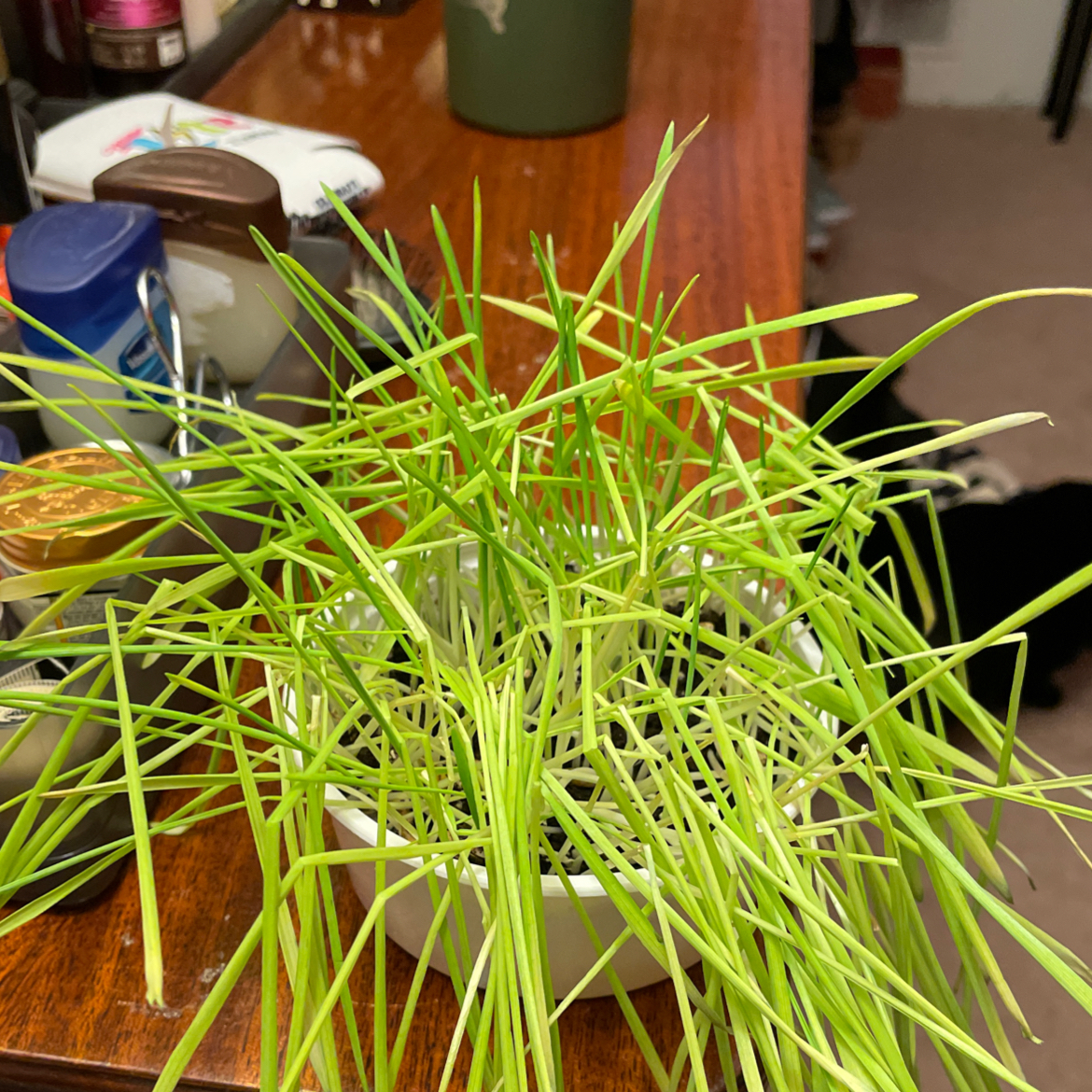 A pot of healthy wheatgrass with long, slender green leaves on a wooden surface.