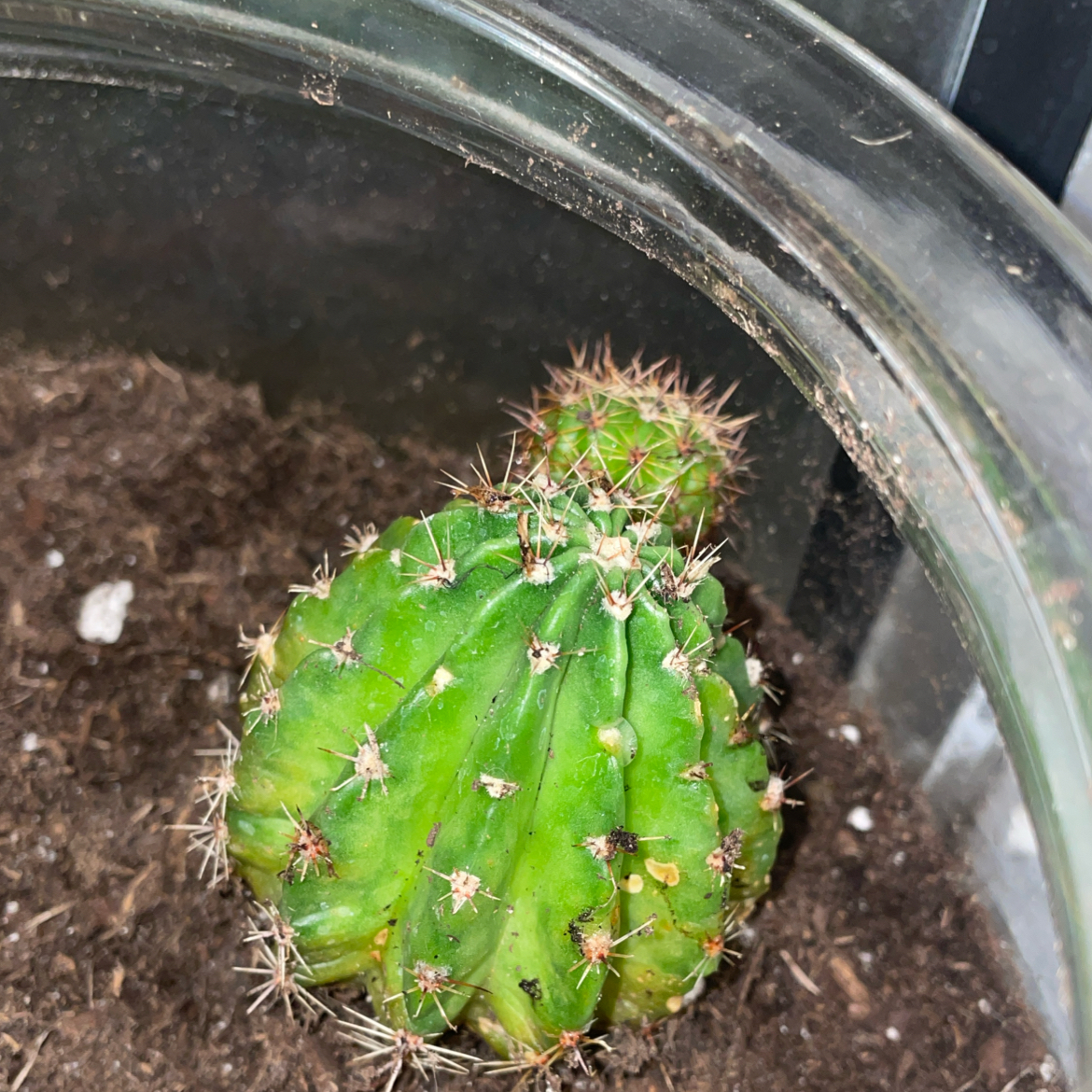 Small cactus in a pot with visible soil, showing some yellowing and browning.