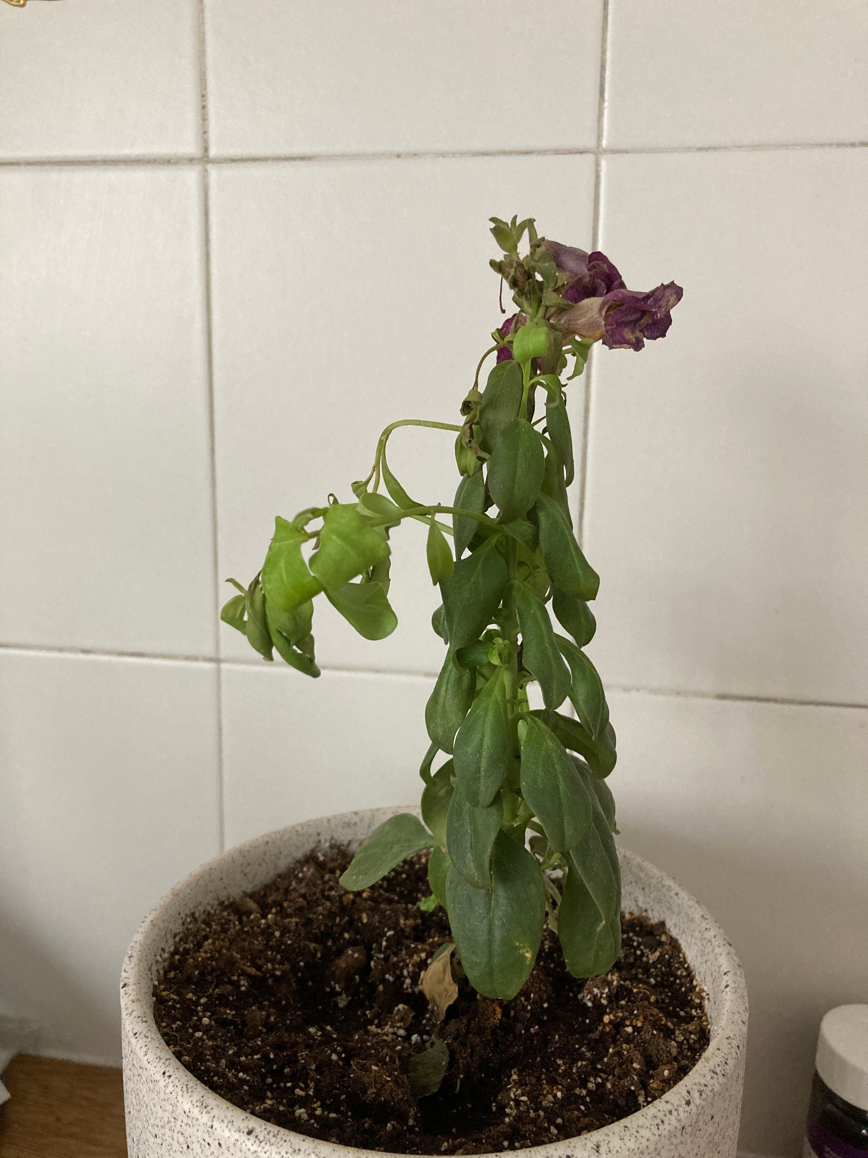 The Complete Antirrhinum 'Candy Showers Deep Purple' Plant Care Guide