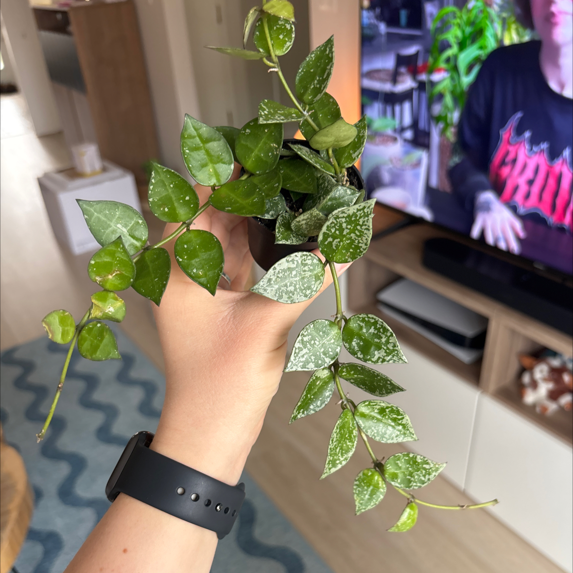 Photo of the plant species Hoya krohniana by @EclecticCactus named Silver Splash on Greg, the plant care app