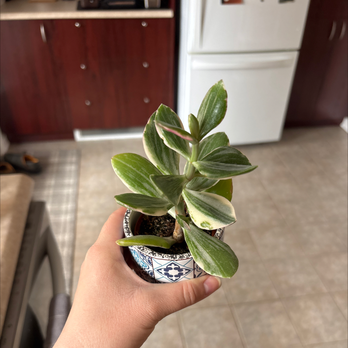 Photo of the plant species Variegated Jade by @EclecticCactus named da Vinci on Greg, the plant care app