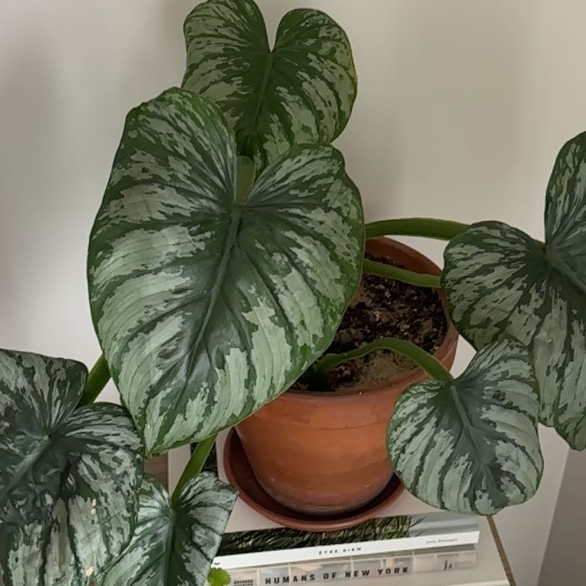 Photo of the plant species Philodendron mamei by @EclecticCactus named Mamei on Greg, the plant care app
